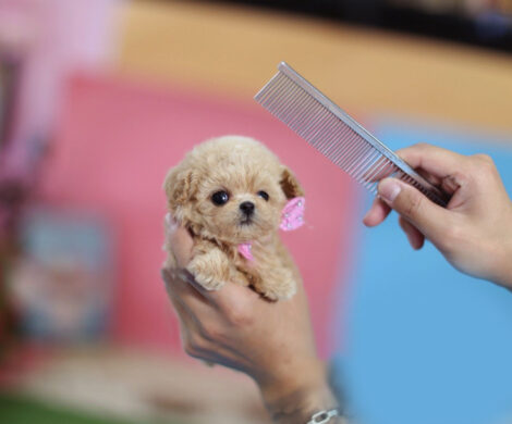 Amelia Cream Micro Poodle