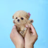 Amelia Cream Micro Poodle - Image 4