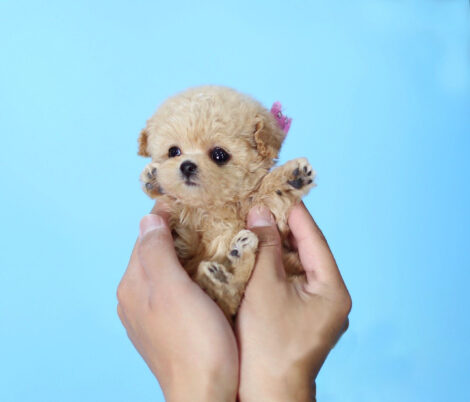 Amelia Cream Micro Poodle - Image 4
