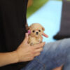 Amelia Cream Micro Poodle - Image 2