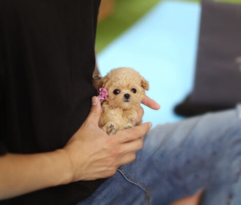Amelia Cream Micro Poodle - Image 2