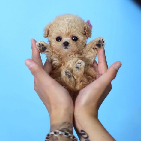 Amelia Cream Micro Poodle - Image 3