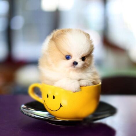 John Micro Pomeranian - Image 2