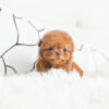 Cooper Red Micro Poodle - Image 3