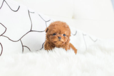 Cooper Red Micro Poodle - Image 3