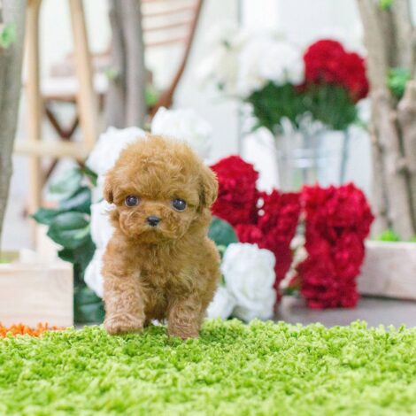 Bambi Cream Micro Poodle