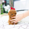 Bridget Red Micro Teacup Poodle - Image 3