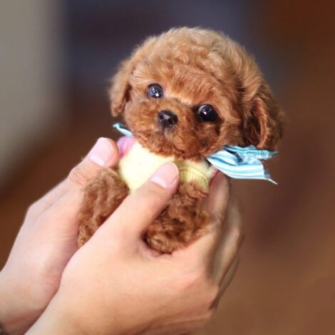 Julian Apricot Micro Poodle