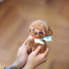 Julian Apricot Micro Poodle - Image 2