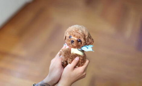 Julian Apricot Micro Poodle - Image 2