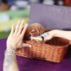 Julian Apricot Micro Poodle - Image 3