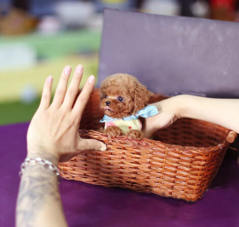 Julian Apricot Micro Poodle - Image 3