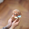 Julian Apricot Micro Poodle - Image 4