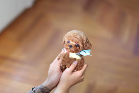 Julian Apricot Micro Poodle - Image 4
