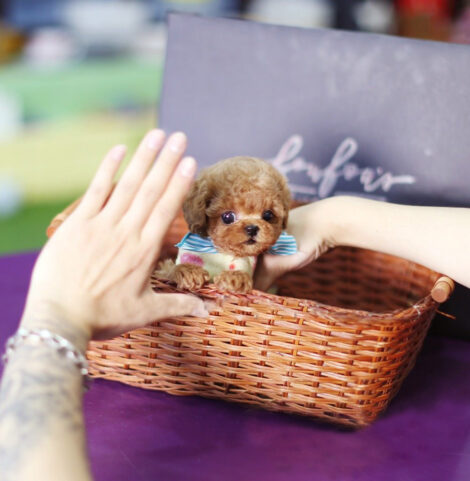 Julian Apricot Micro Poodle - Image 6