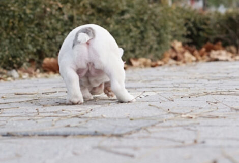 Ava Merle Teacup French Bulldog - Image 2