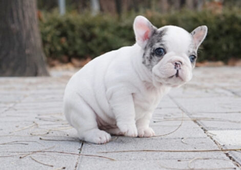 Ava Merle Teacup French Bulldog - Image 5
