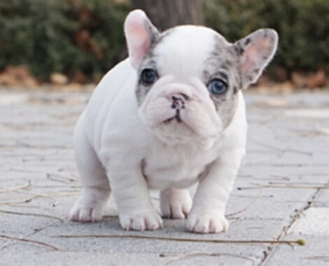 Ava Merle Teacup French Bulldog - Image 3