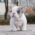 Ava Merle Teacup French Bulldog