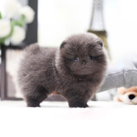 Joshua Blue Micro Pomeranian - Image 2