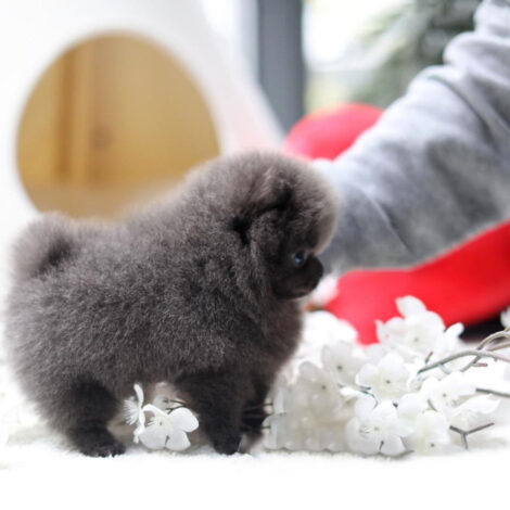 Joshua Blue Micro Pomeranian - Image 3