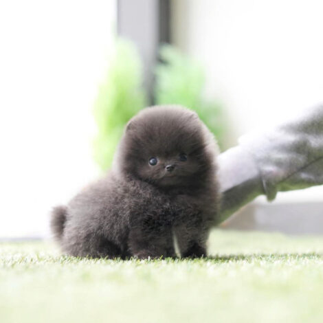 Joshua Blue Micro Pomeranian