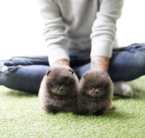Joshua Blue Micro Pomeranian - Image 5