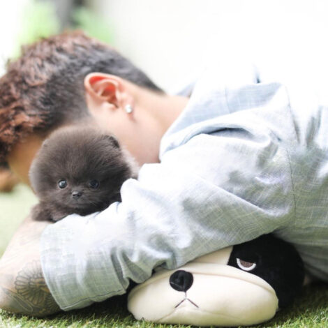 Joshua Blue Micro Pomeranian - Image 6