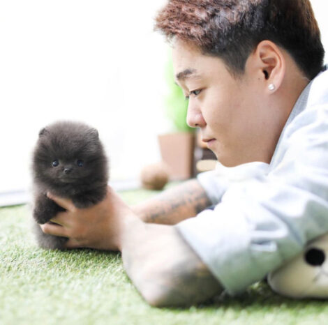 Joshua Blue Micro Pomeranian - Image 7