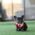 Aloha Blue Teacup French Bulldog