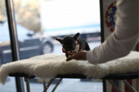 Aloha Blue Teacup French Bulldog - Image 2
