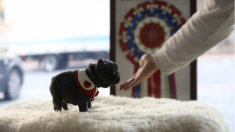 Aloha Blue Teacup French Bulldog - Image 3