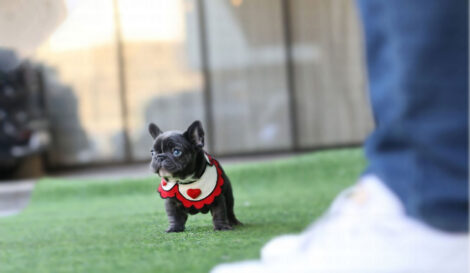 Aloha Blue Teacup French Bulldog - Image 4