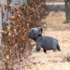 Logan Blue Teacup Frenchie - Image 2