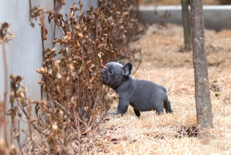 Logan Blue Teacup Frenchie - Image 2