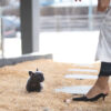Logan Blue Teacup Frenchie - Image 3