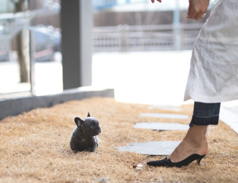Logan Blue Teacup Frenchie - Image 3
