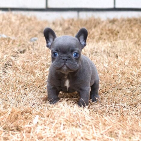 Logan Blue Teacup Frenchie - Image 4