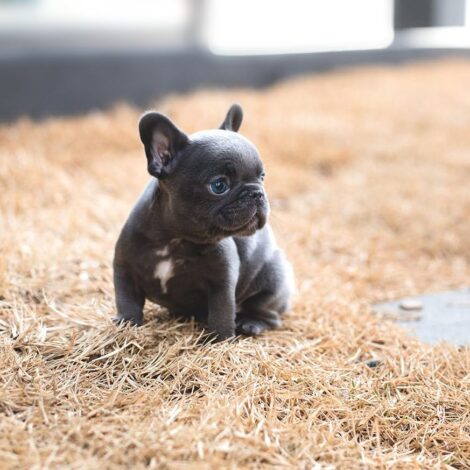 Logan Blue Teacup Frenchie - Image 5