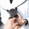 Logan Blue Teacup Frenchie