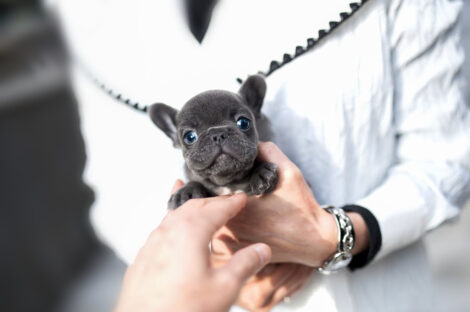 Logan Blue Teacup Frenchie
