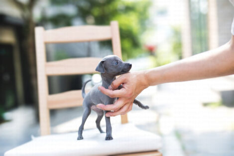 Ian Teacup Italian Greyhound - Image 3