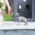 Ian Teacup Italian Greyhound