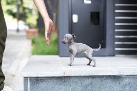 Ian Teacup Italian Greyhound