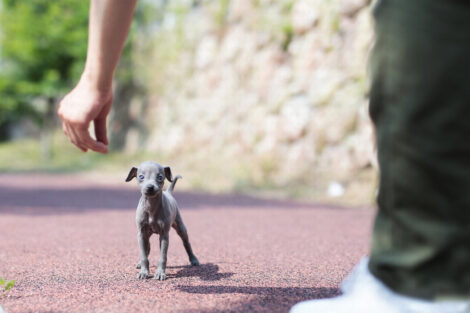 Ian Teacup Italian Greyhound - Image 2