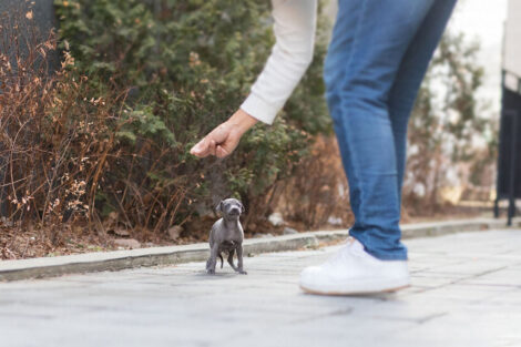 Sam Blue Teacup Italian Greyhound - Image 3