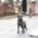 Sam Blue Teacup Italian Greyhound