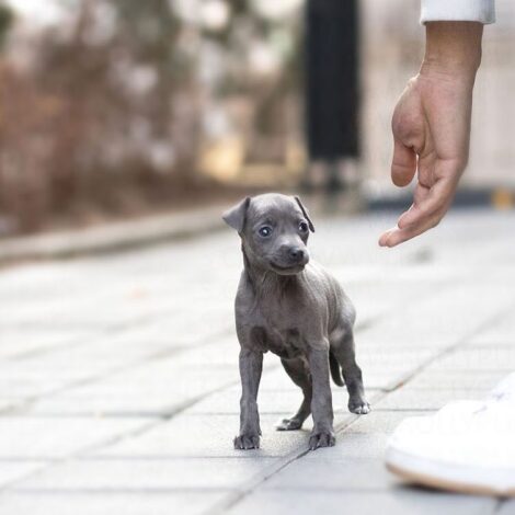 Sam Blue Teacup Italian Greyhound