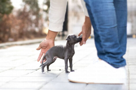 Sam Blue Teacup Italian Greyhound - Image 4
