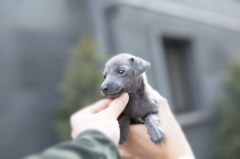 Sam Blue Teacup Italian Greyhound - Image 2